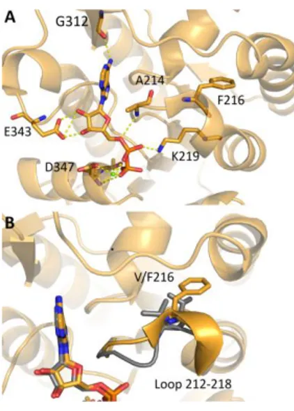 Fig. 4.7 ADP binding site in the variant V216F in comparison with PGK1 wild-type. (A) 