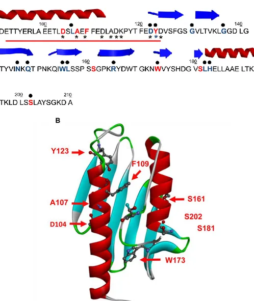 Fig.  4.9  Amino  acid  sequence  and  structure  of  human  Frataxin.    A)  The  mutations 