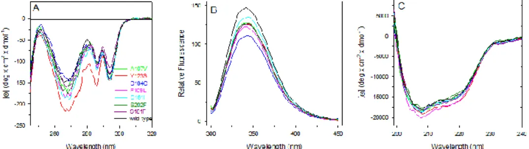 Fig. 4.10 Spectroscopic characterization of hFXN wild-type and variants. (A) Near-UV  CD spectra were recorded in a 1.0-cm quartz cuvette at 1.1-1.3 mg/ml protein concentration  in 20 mM Tris-HCl pH 8.0 containing 1.0 mM DTT, 1 mM EDTA and 100 mM NaCl