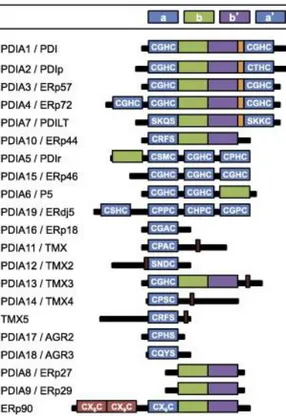 Figure 2. PDI family members in humans. In blue: catalytic domains a and a’, in green and  purple non-catalytic b and b’ domains