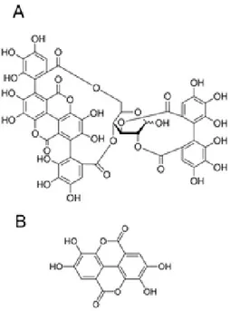 Figure 7. Chemical structure of punicalagin (A) and ellagic acid (B). 