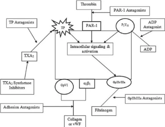 Figure 8. Schematic representation of different intracellular pathways involved in platelet  aggregation