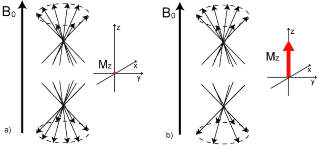 Figure  2.2  (a)  Isotropic  distribution  of  nuclear  magnetic  moments  with  no  net  resulting 