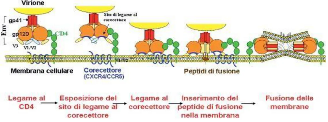 Figura 5: Meccanismo di legame e fusione del virus HIV 