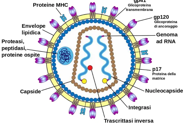 Figura 2: Struttura e morfologia proteica virale 