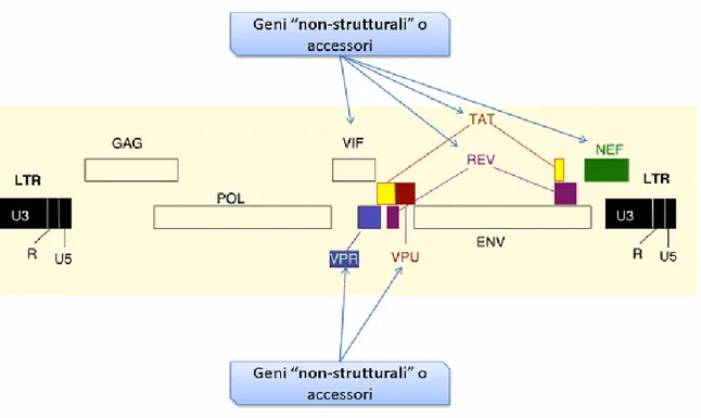 Figura 3: Organizzazione genomica del virus HIV 