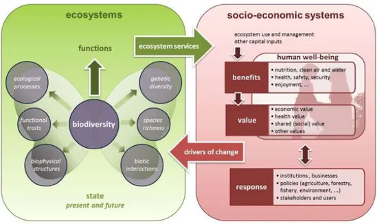 Figura 8 Schema interpretativo della relzione ecosistemi-sistema socioeconomico  Fonte Maes, 2013