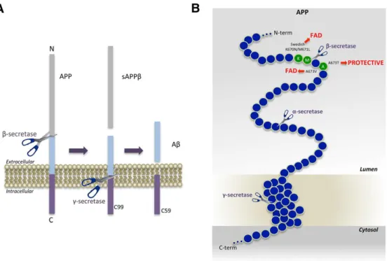 Figure 3. APP processing and Aβ generation and mutations that affect β-secretase cleavage
