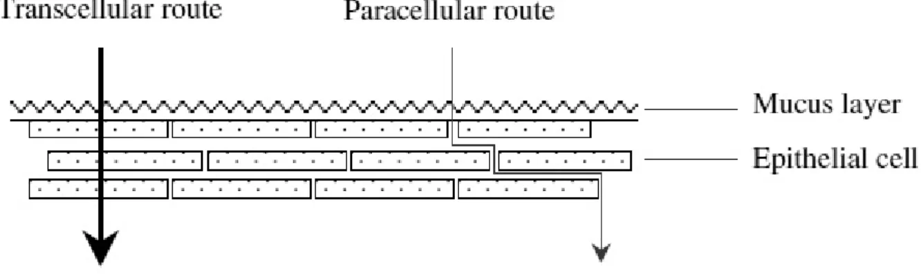 Figure 1.3: Schematic representation of penetration routes in buccal drug delivery.