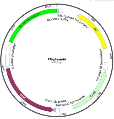 Figure 2.5. Map of the plasmid codifying the proteorhodopsin (PR). The expres-