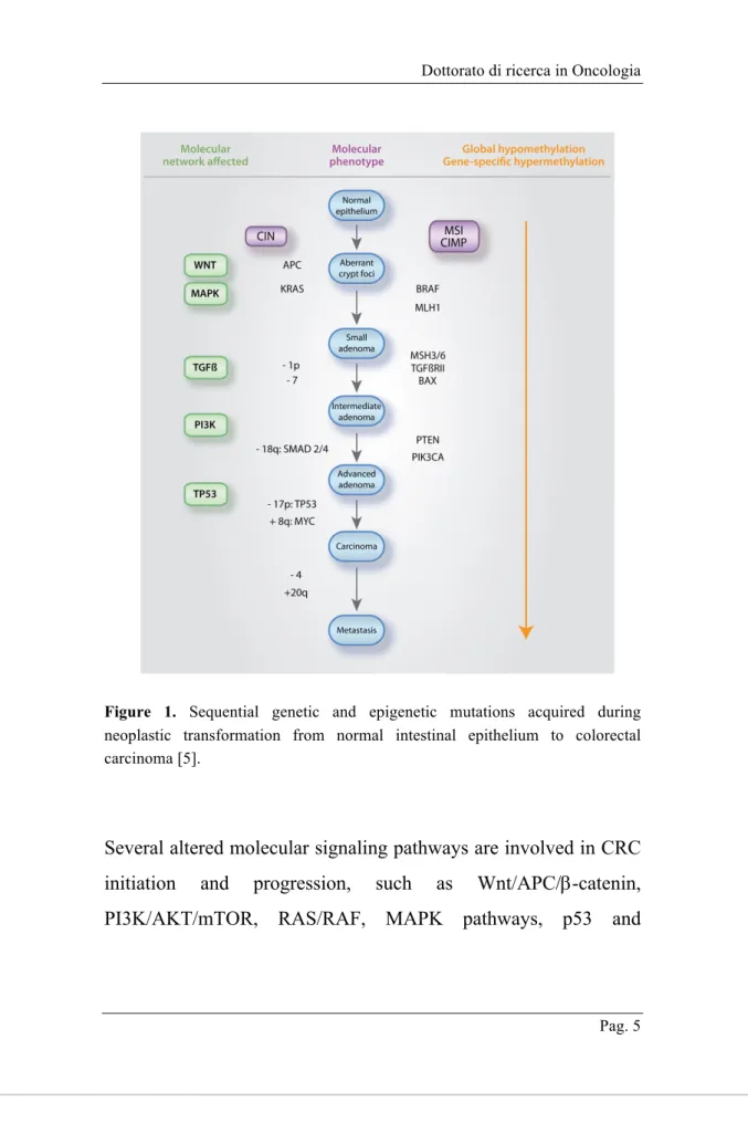 Figure  1.  Sequential  genetic  and  epigenetic  mutations  acquired  during  neoplastic  transformation  from  normal  intestinal  epithelium  to  colorectal  carcinoma [5]
