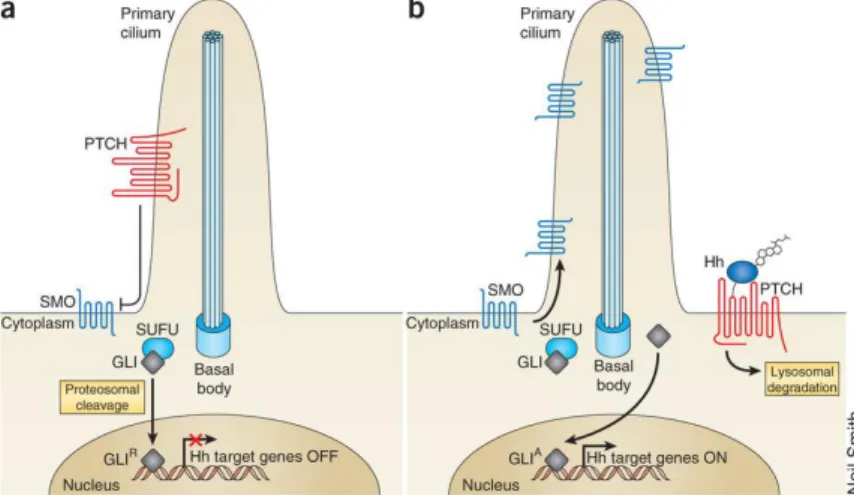 Figure  3:  Hh  pathway  activation.  (a)  Inactive  Hh  pathway.  (b)  Activated  Hh  pathway (Reproduced with permission)