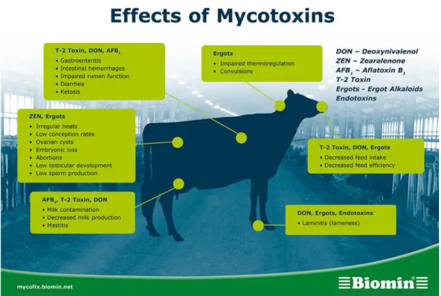 Figure 1.1: Mycotoxins effects on cows when fed with contaminated feedings [10]. 
