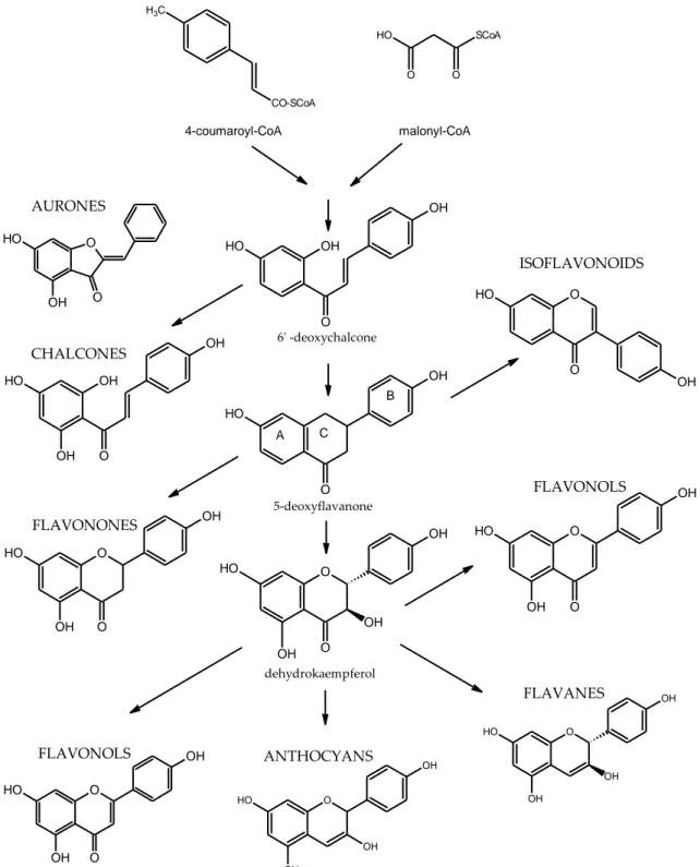 Figure 1.3: Flavonoid biosynthesis 