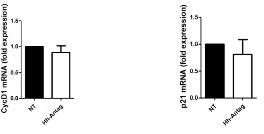 Figura  9.  Effetto  della  somministrazione  di  Hh-Antag  sull’espressione  di  ciclina  D1 e p21 nella linea cellulare MeT5a  