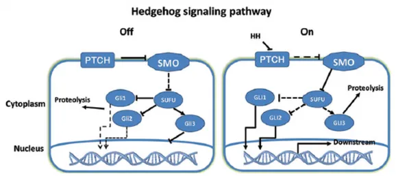 Figura 1 e 2. Rappresentazioni schematiche del pathway di Hedgehog nell’uomo 