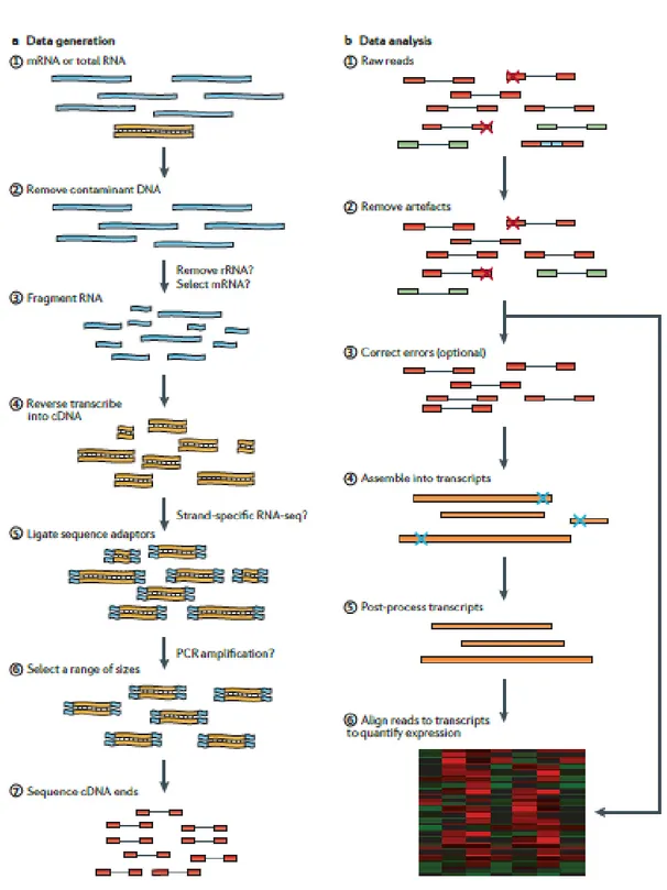 Figure 5. Example of a typical RNA-sequencing experiment (Martin, J.A. and Wang, Z., 2011)
