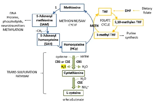 Figure 1.  Methionine/SAM cycle (blu), folate cycle (yellow) and trans-sulfuration pathway 