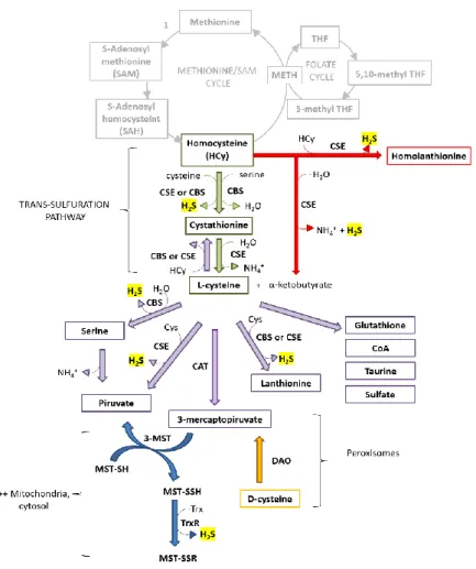 Figure 2. Reactions involved in the production of H 2 S and other sulfur  metabolites