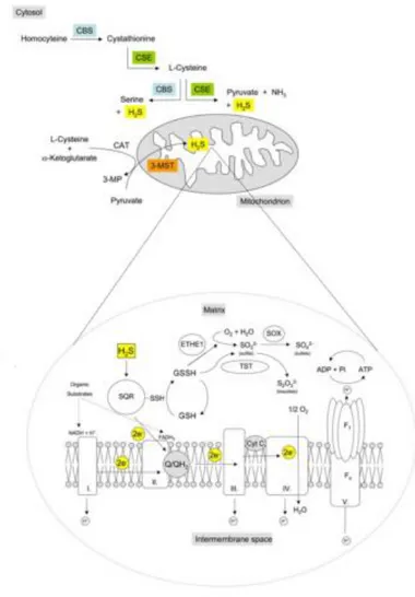 Figure 7. Hydrogen sulfide synthesizing-enzymes, Sulfide-oxidizing unit (SOU) and 