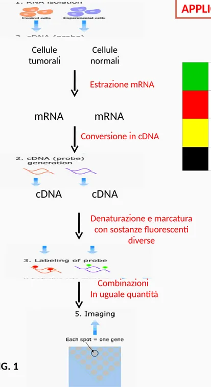 FIG. 1 geni espressi  tessuto normalegeni espressi  tessuto tumorale geni espressi in entrambi i tessuti geni  non espressi