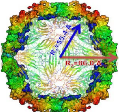Figure 1.8: Cross-sectional view of the STMV capsid.