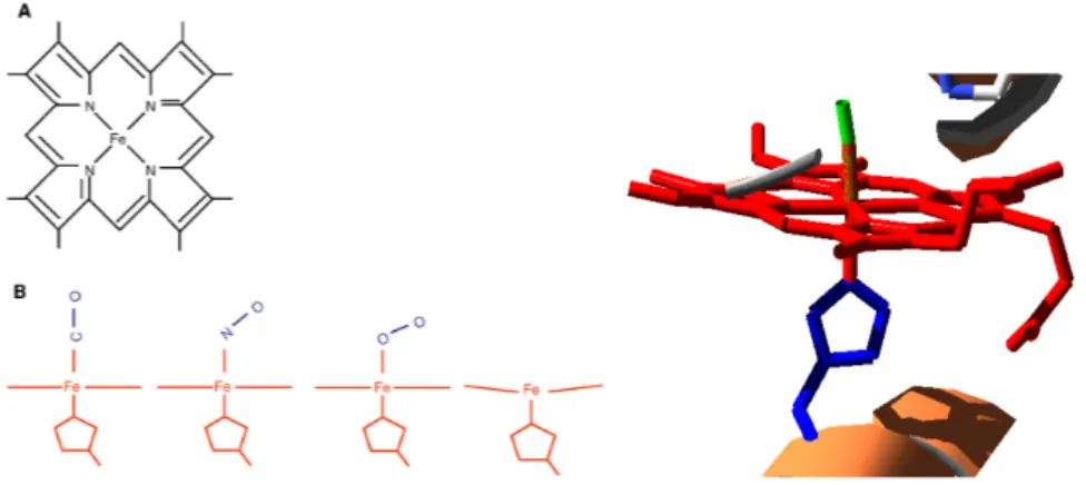 Figura 1.3: Struttura generale dell'eme (A) e del legame del Fe con i ligandi (la quinta posizione è occupata dall'istidina) (B)