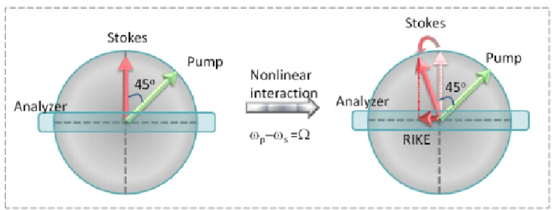 Figura 2.7: Schema del RIKE: polarizzazioni di pump e Stokes prima e dopo l’interazione con la materia.