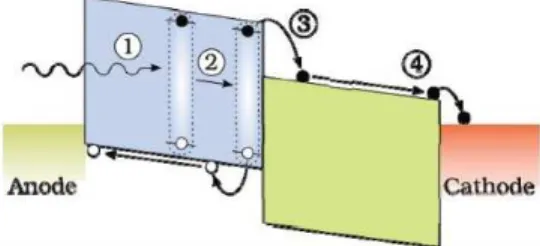 Figura 3.2: Schema cella fotovoltaica ibrida. Sulla sinistra, vicino l'anodo, si può vedere il