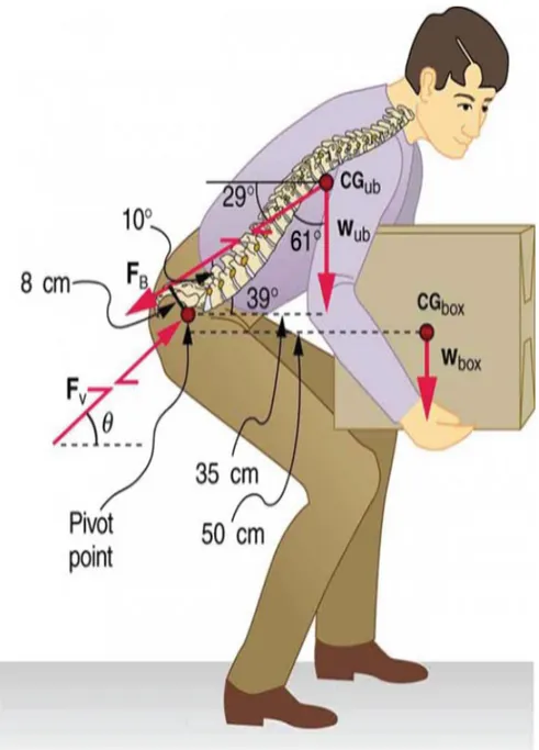 Figura 4. Questa figura mostra che grandi forze sono esercitate dai muscoli della  schiena e sperimentate nelle vertebre quando una persona si solleva con la schiena,  poiché questi muscoli hanno piccoli bracci di leva perpendicolari efficaci