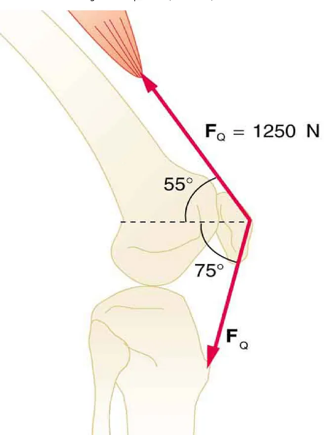 Figura 5. Il tendine di Achille della gamba posteriore serve per attaccare i muscoli  plantari, gastrocnemio e soleo all'osso calcagno.