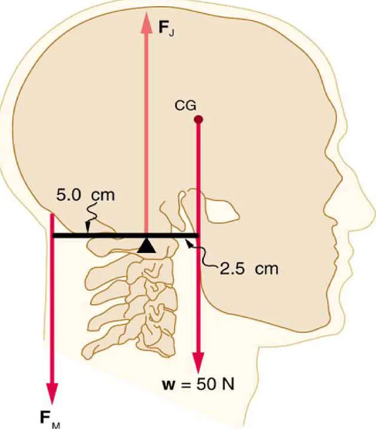 Figura 9. Il centro di massa della testa si trova davanti al suo punto di appoggio  principale, e richiede un'azione muscolare per mantenere la testa eretta