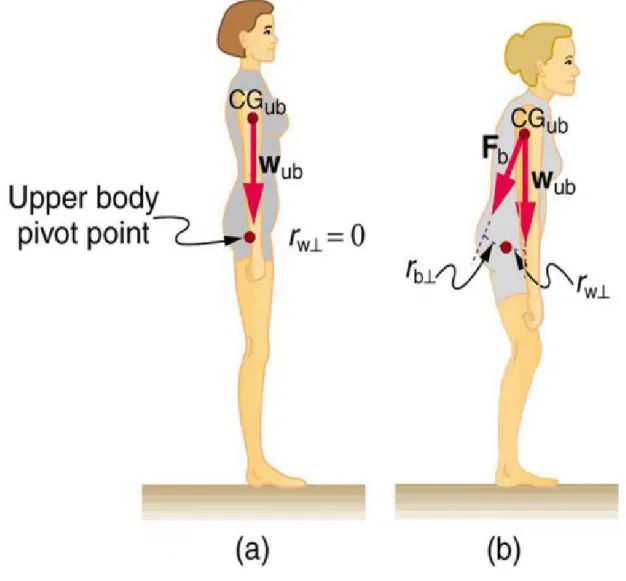 Figura 2. (a) una buona postura posiziona il cg della parte superiore del corpo sui perni dei fianchi, eliminando la necessità di un'azione muscolare per bilanciare il corpo