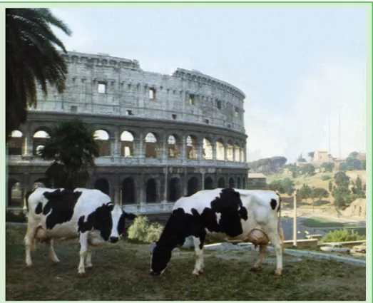 Figura 1.  Vacche dell’agro romano davanti al Colosseo, 1980. La prima da sinistra è Talent  King  Linea  GM,  Campionessa Assoluta  della  Mostra  Nazionale  Frisona  Italiana,  1979-1980  (foto archivio Bianconero, periodico mensile Associazione Nazional