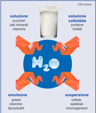 Figura 1.  Composizione del latte