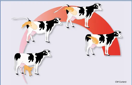 figura 2.  La bovina da latte per produrre il latte deve partorire: tutta l’industria del latte e dei suoi  derivati è basata su questo evento naturale 