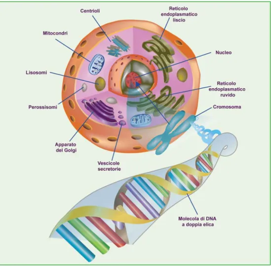 Figura 2.  I geni presenti nei cromosomi dirigono la sintesi di proteine specifiche e determinano  caratteristiche morfologiche della cellula nervosa, ma gli stimoli ambientali influenzano il modo  in cui si stabiliscono i circuiti nervosi
