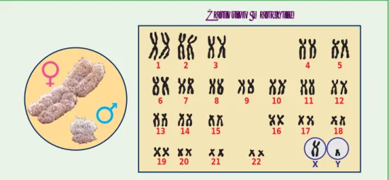 Figura 4.  Le 22 coppie di autosomi e la coppia dei cromosomi sessuali di un individuo di sesso maschile