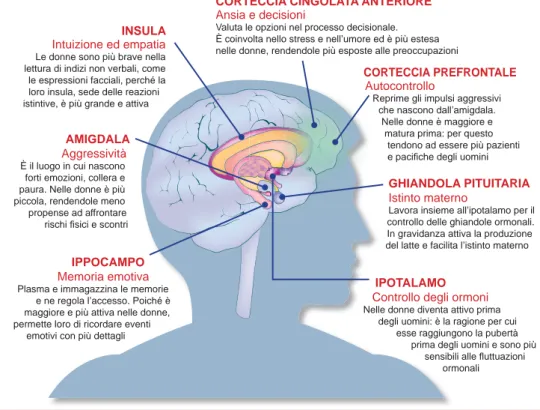 Figura 2.  Porzioni del cervello che sono ancora in fase di sviluppo durante l’adolescenzaIPOTALAMO