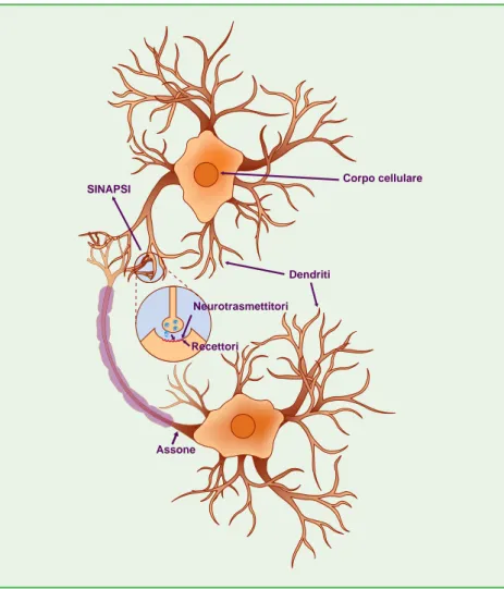 Figura 1.  Il neurone è l’unità del sistema nervoso 