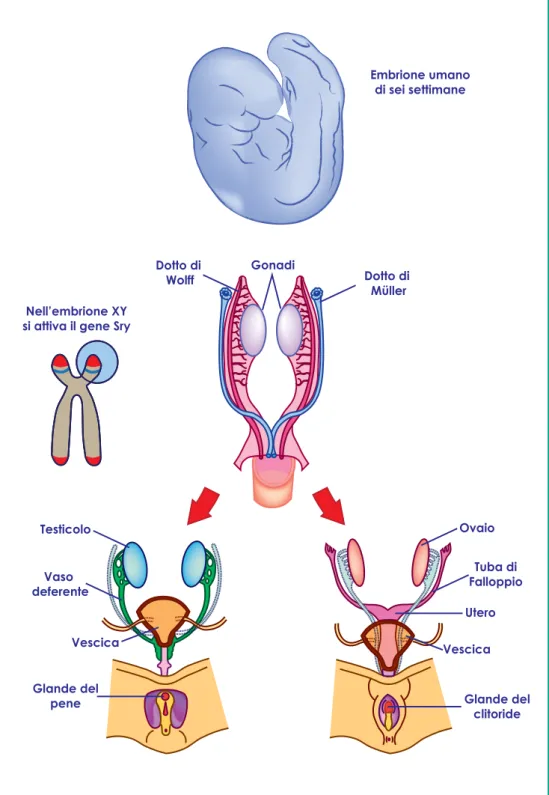 Figura 2  - A sei settimane dal concepimento nell'embrione sono presenti gli abbozzi di entrambi  gli apparati riproduttivi