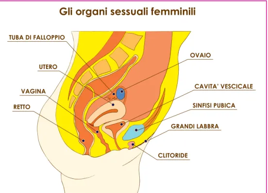 Figura 1  - L'apparato genitale femminile.