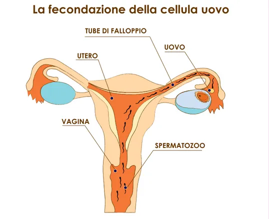 Figura 3  -  La fecondazione della cellula uovvo