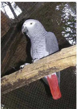 Figura 5  -  Esemplare di pappagallo cinerino (Psittacus  erithacus erithacus). Autore della fotografia: Arianna De  Marco, Parco Faunistico di Piano dell'Abatino, Rieti