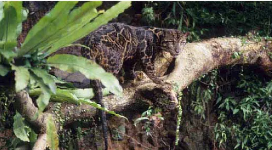 Figura 9  - Leopardo nebuloso (Neofelis diardi) del Borneo, Kalimantan e Sumatra, Indonesia
