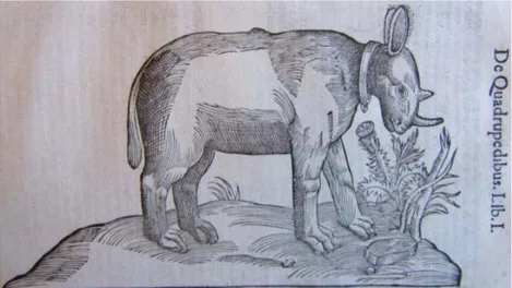 Figura 1 -  Rinoceronte bianco (Cornelius et Dempster. Quadrupedium omnium bisulcarum