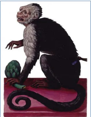 Figura 8 -  Cebo (BUB, Fondo Aldrovandi, Tavole di Animali, vol. I, c. 84).