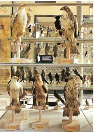 Figura 5 -   Esposizione di uccelli al Museo Civico di Zoologia di Roma (fonte: Archivio del Museo  Civico di Zoologia)