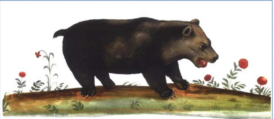 Figura 2  - Orso bruno (BUB, Fondo Aldrovandi, Tavole di Animali, vol. I, c. 108, p. 227)