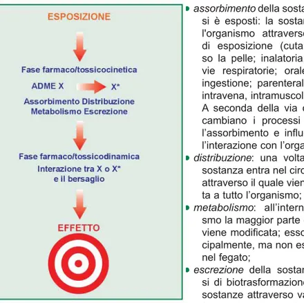 Figura 1  - Schema delle diverse fasi dell'interazio- dell'interazio-ne tra uno xenobiotico (X) e l'organismo